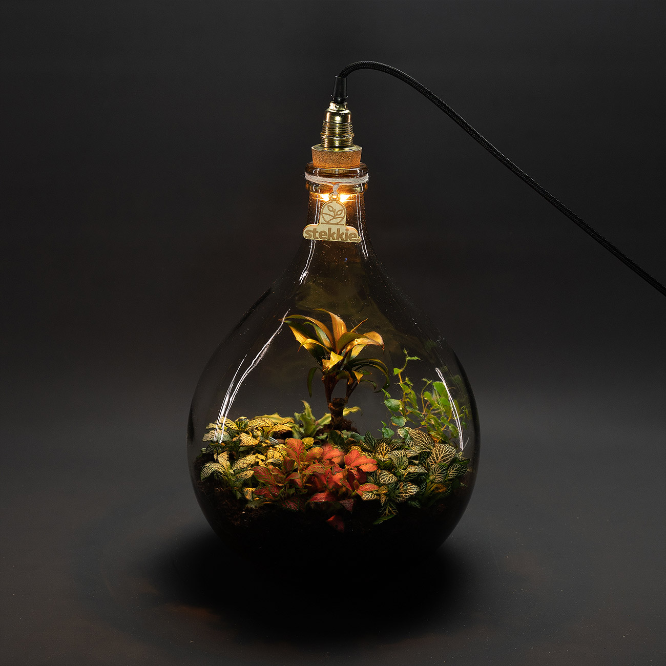 stekkie-medium-mini-ecosysteem-lamp-donker-1