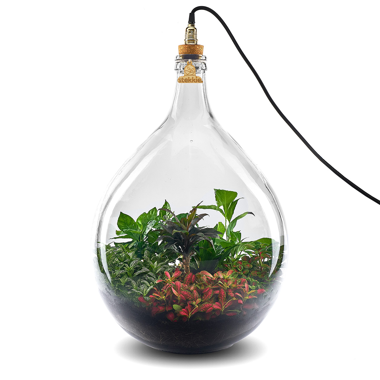 Planten in een grote glazen fles met lamp die voor zichzelf zorgen