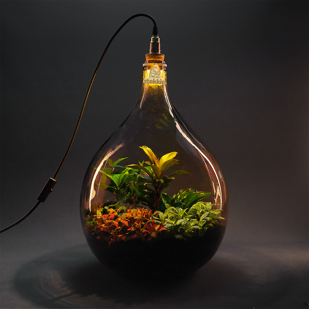 Planten in een grote glazen fles die sfeervol worden verlicht door een lamp op de fles