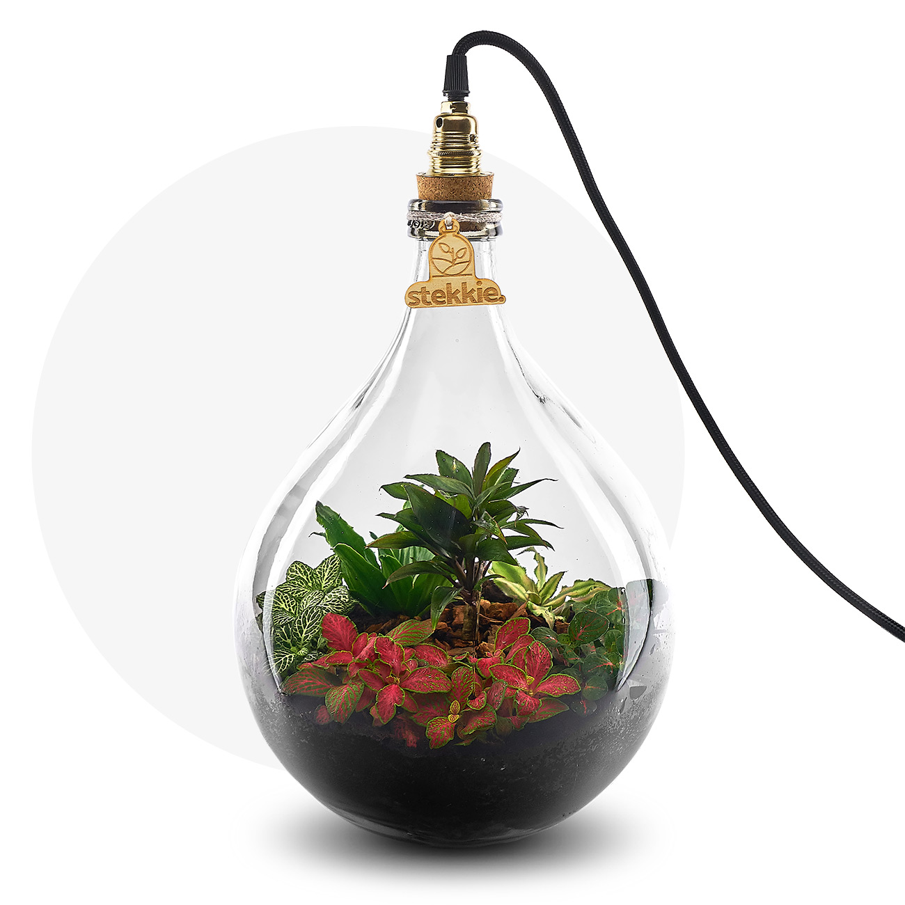 mini-ecosysteem met lamp