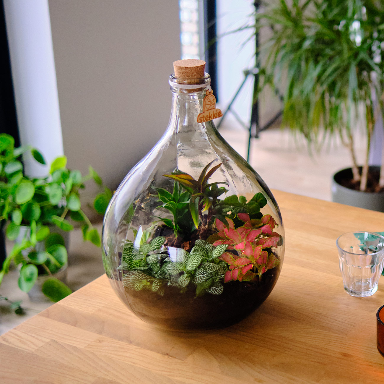 planten terrarium kopen, planten in een fles met kurk
