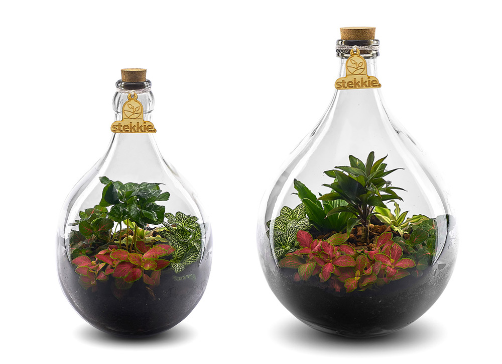 Stekkie Small & Medium ecosystemen met planten in een afgesloten glazen fles.