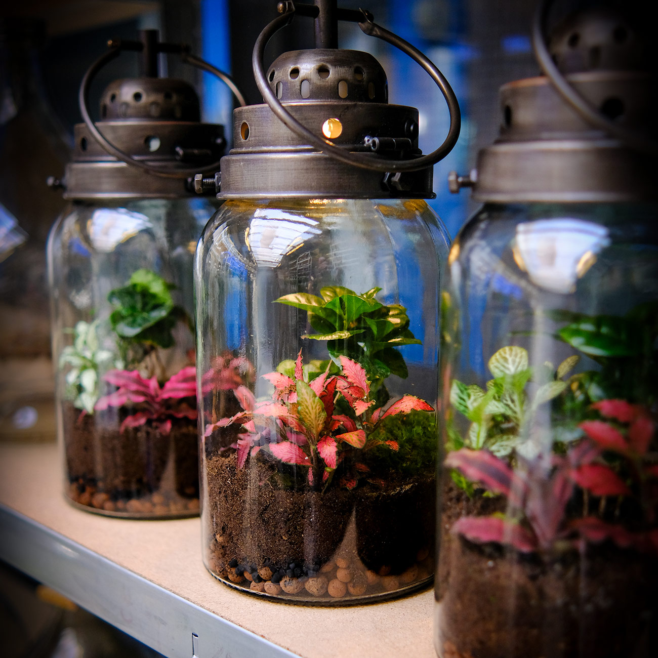 Getalenteerd het einde Schouderophalend Stekkie planten terrarium met lamp (do-it-yourself) - Stekkie